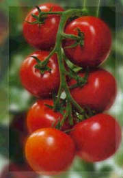 tomates1.jpg